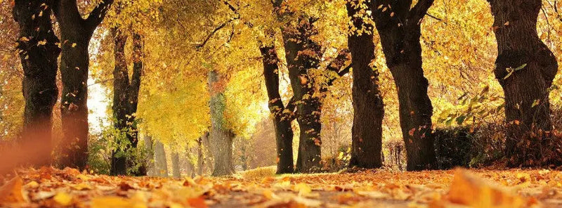 Parfums de rentrée 2026 : 5 boisés et ambrés à tester pour l'automne