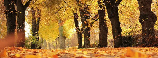 Parfums de rentrée 2026 : 5 boisés et ambrés à tester pour l'automne