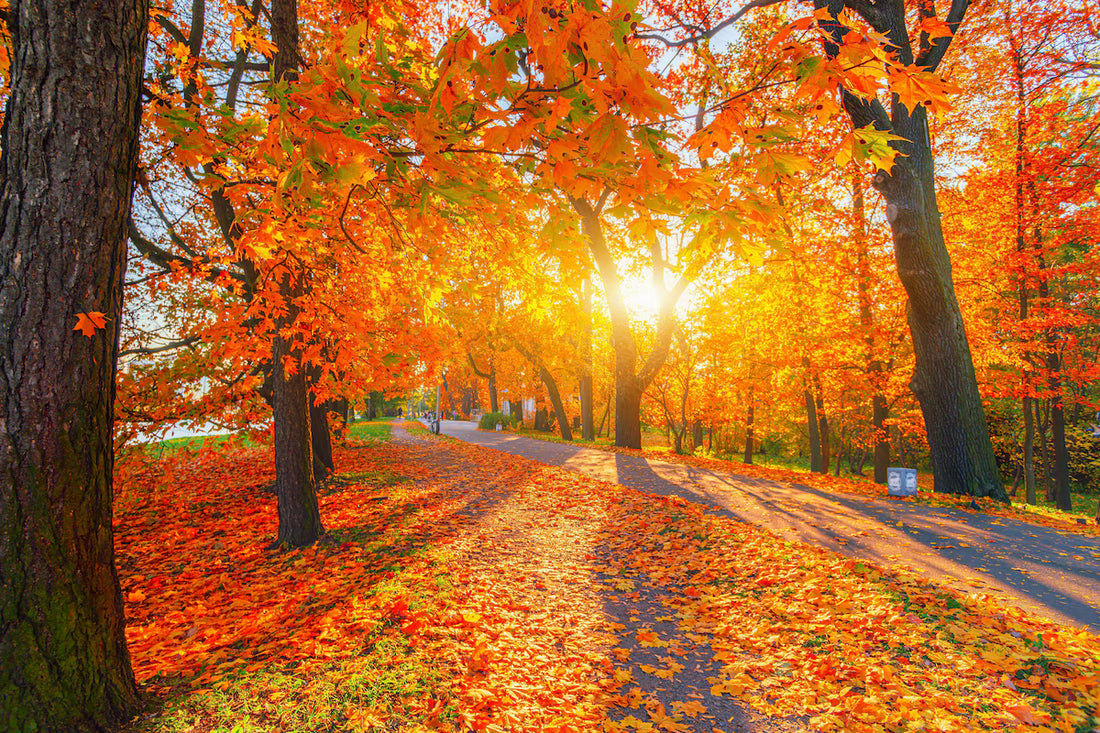 4 Parfums Coups de Cœur pour l'Automne 2025 : Des Fragrances qui Évoquent la Douceur des Feuilles