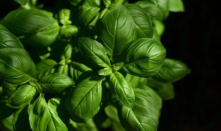 Notes Aromatiques (Herbes - Vif et Naturel)