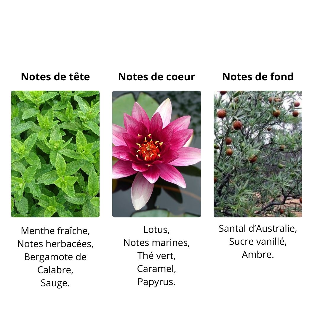 Décant Montale Herbal Aquatica  - Eau de Parfum Maison Matheis