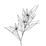 Notes de cœur